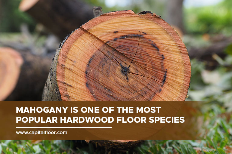 Mahogany is one of the most popular hardwood floor species.
