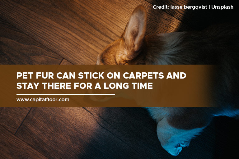 Pet fur can stick on carpets and stay there for a long time